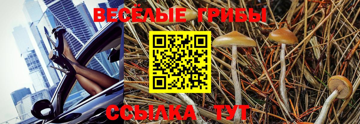 Галлюциногенные грибы MAGIC MUSHROOMS  Псилоцибиновые грибы мухоморы  Горно-Алтайск  Вход с VPN 